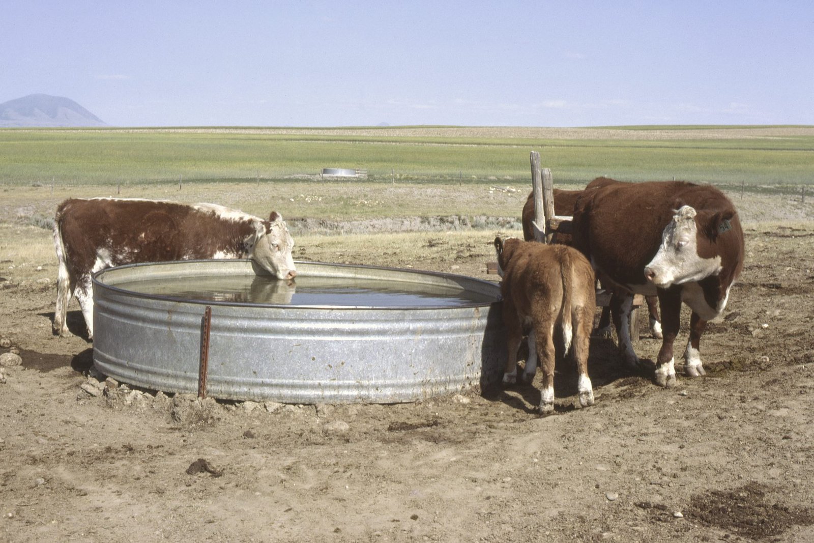Hereford cows and a calf drinking from a round galvanized stock tank